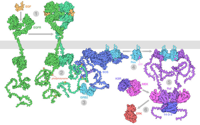 <I>The Raf/MEK/ERK (MAPK) pathway is one of the ways that growth signals are disseminated inside the cell. 1) Epidermal growth factor (EGF) binds to its receptor (EGFR), causing it to dimerize. 2) The catalytic domains of EGFR phosphorylate tyrosines on the long unstructured EGFR tails. 3) GRB2 recognizes the phosphorylated tyrosines and recruits SOS. 4) SOS replaces GDP with GTP in Ras proteins. 5) The activated Ras forms nanoclusters that activate Raf, with the help of 14-3-3 protein. 6) Raf phosphorylates MEK, which is normally held in an inactive complex with KSR. Active MEK then phosphorylates ERK, a kinase that will activate many processes throughout the cell. Illustration created from decades of structural studies in PDB IDS 1egf, 1nql, 1m17, 2jwa, 3njp, 2gs6, 1gri, 1xd2, 3ksy, 5p21, 6xi7, 6q0j, 2y4i, 1pme, and unstructured chains from AlphaFold2.</I>