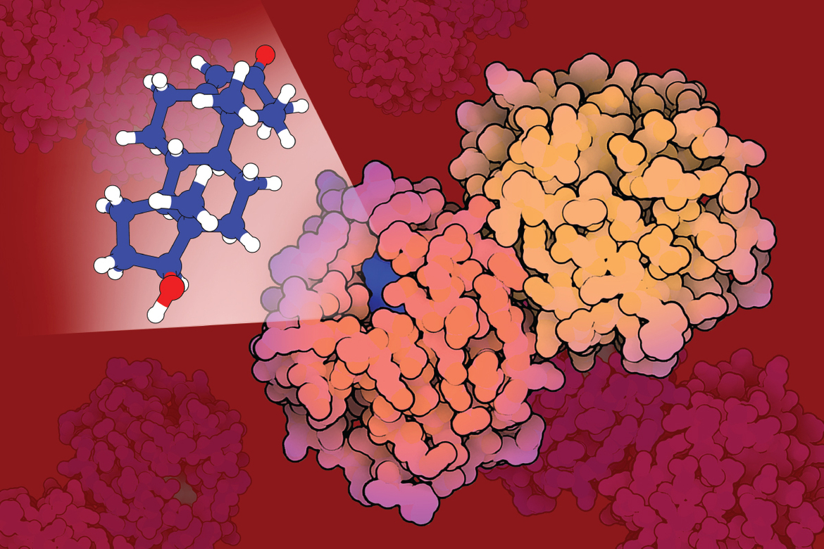 <I>Anabolic steroids like testosterone (blue) are among the most common performance-enhancing drugs. They have two major functions: controlling development and maintenance of “male” characteristics and regulating anabolic processes such as synthesis of proteins in muscle cells and formation of oxygen-carrying red blood cells. In the early 1960s, weightlifters and bodybuilders discovered that anabolic steroids improved performance in aerobic and endurance sports. Since then, these compounds have been used (and misused) by amateur and professional athletes. In 1975, the International Olympic Committee placed steroids on their list of banned substances, and most professional sports organizations currently ban their use. The sex hormone-binding globulin, shown here, transports testosterone in the blood from the testes to other tissues.</I>