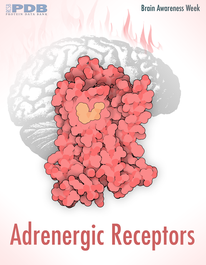 <a href="http://pdb101.rcsb.org/motm/54">Adrenaline stimulates a G-protein-coupled receptor, priming us for action</a>