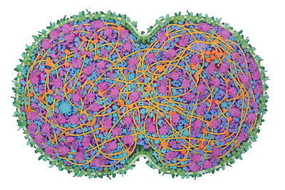 <a href="https://pdb101.rcsb.org/sci-art/goodsell-gallery/jcvi-syn3a-minimal-cell"><I>JCVI-syn3A Minimal Cell</I><BR>David S. Goodsell, RCSB Protein Data Bank doi: 10.2210/rcsb_pdb/goodsell-gallery-042</a>