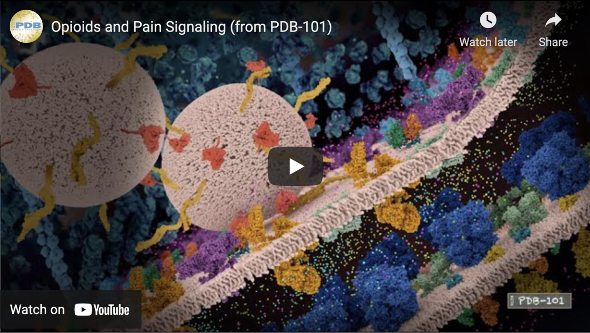 Pain is one of the most trying experiences of life. On the cellular level it is communicated via special neuronal pathways. On the molecular level, however, pain is communicated like any other sensation, via a set of electrical and chemical signals facilitated by complex molecular machinery. These signals can be modulated by opioids, causing us to feel less pain, or no pain at all. Learn how opioids activate the G-proteins which in turn interact with other proteins to edit the pain signal.